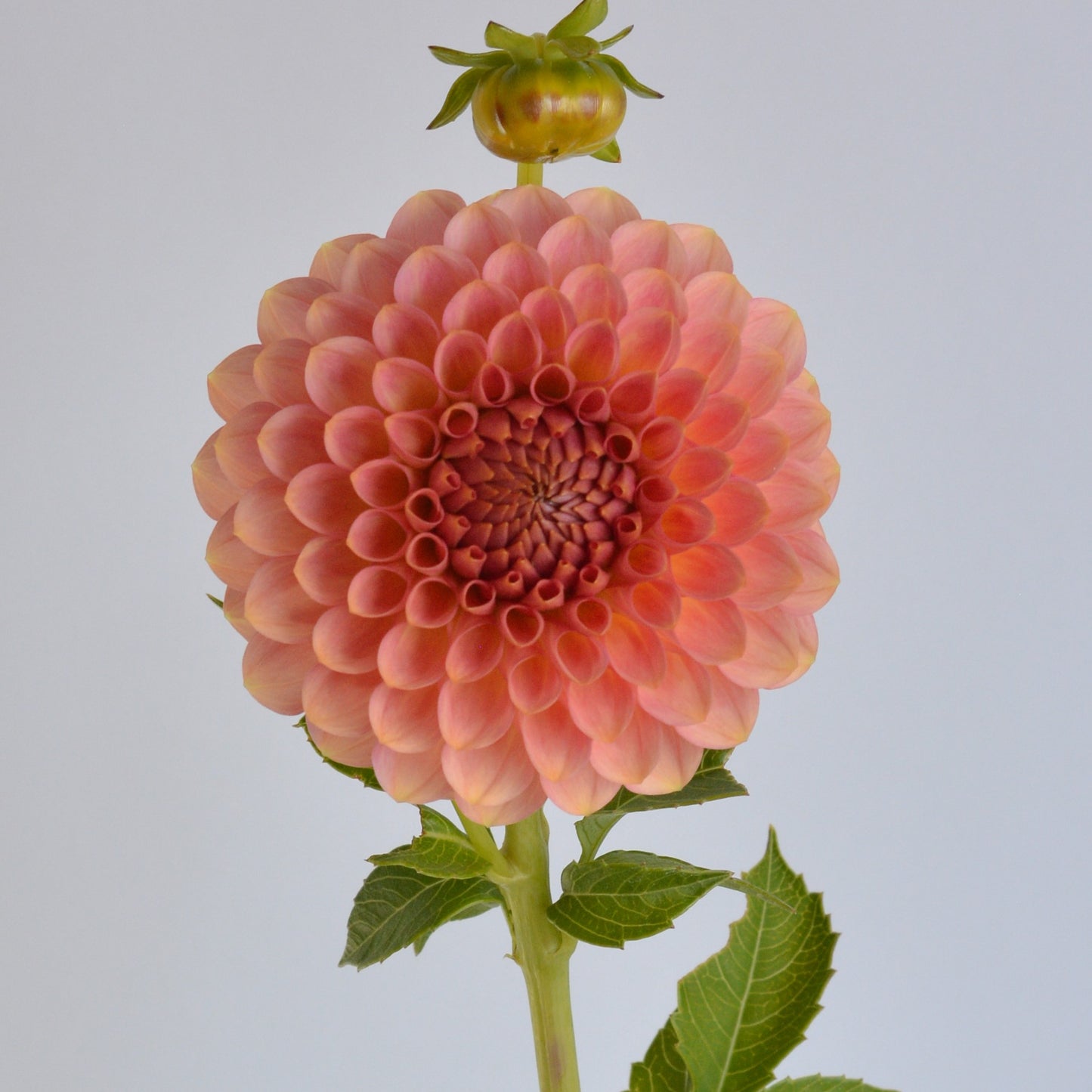 20th Ave Softer Peach