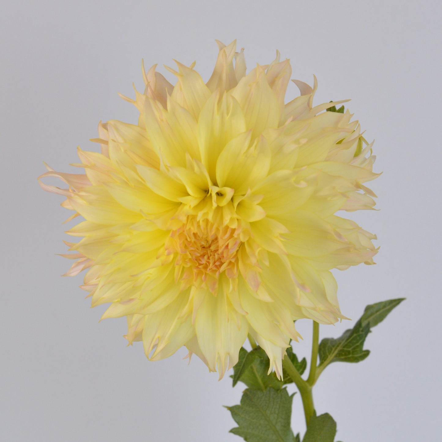 Citron Du Cap
