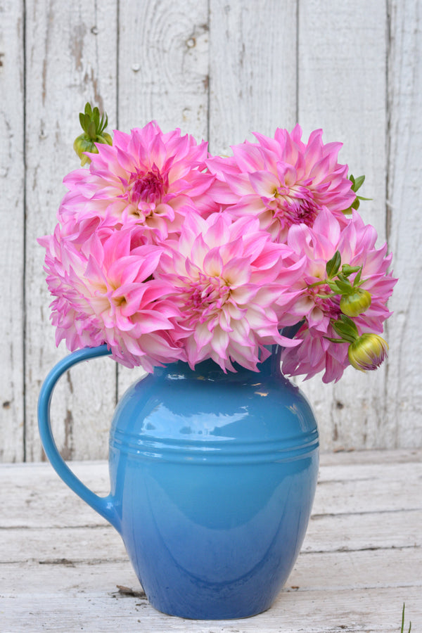 Springbrook Flower Farm
