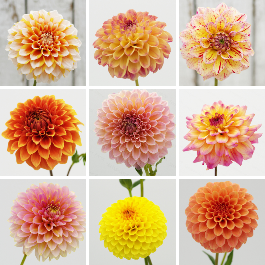 1 Growers Variety Pack - 25 Tubers