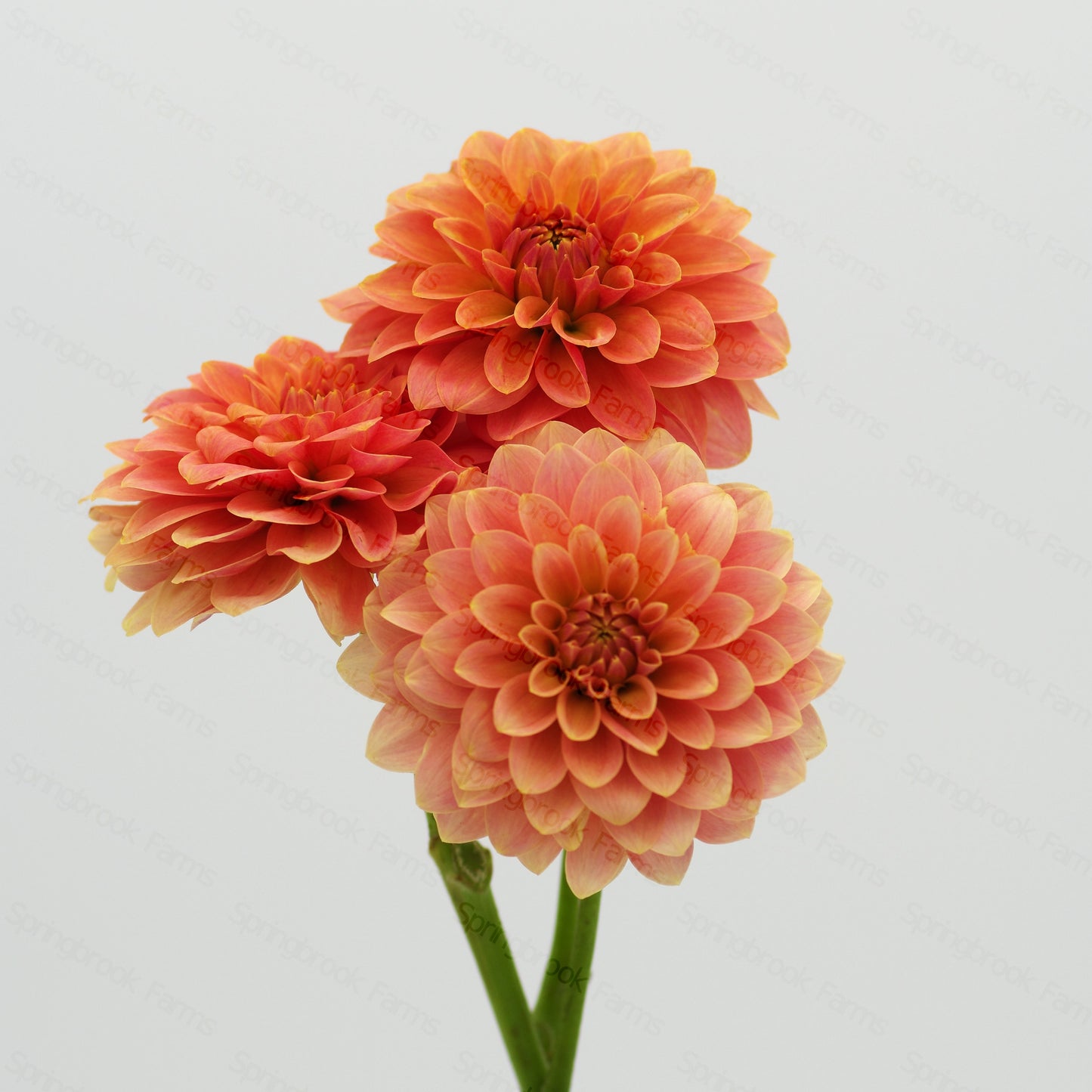 Boho Peach