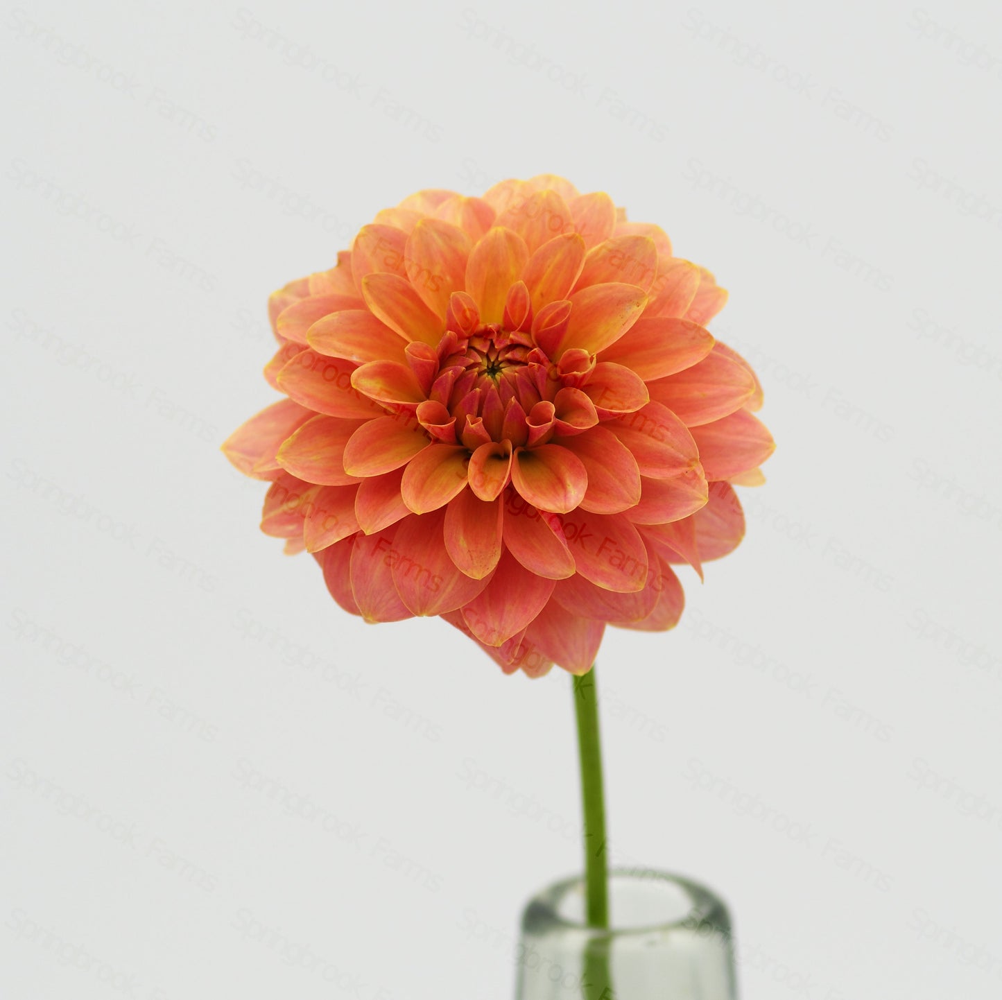 Boho Peach