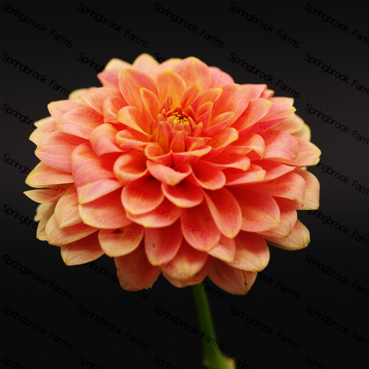 Boho Peach