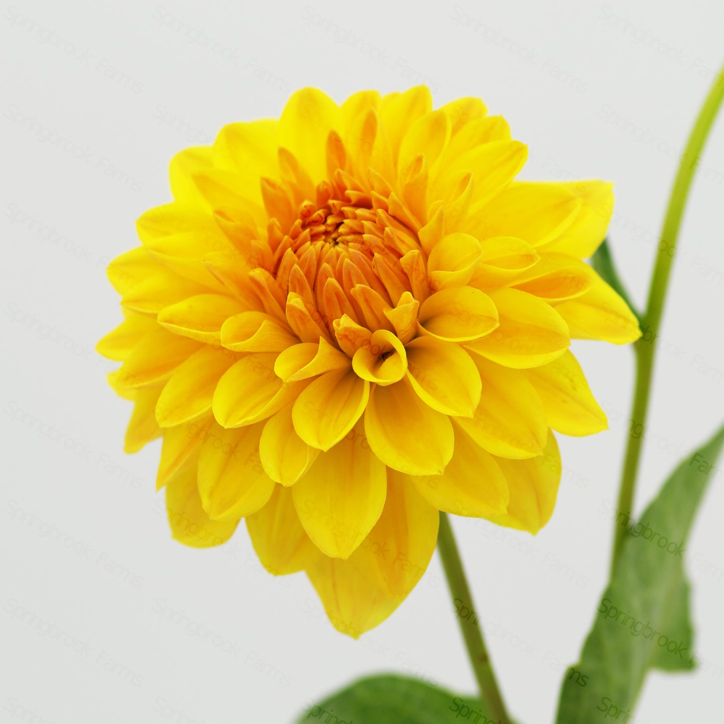 CT Goldilocks