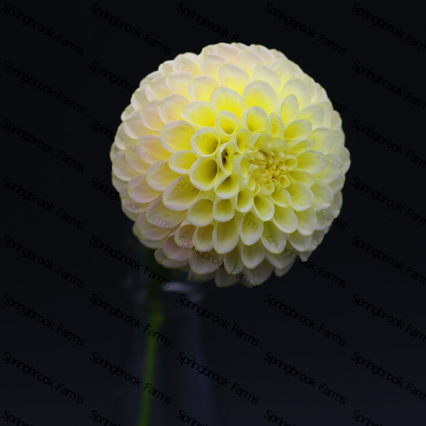 Skipley Moonglow