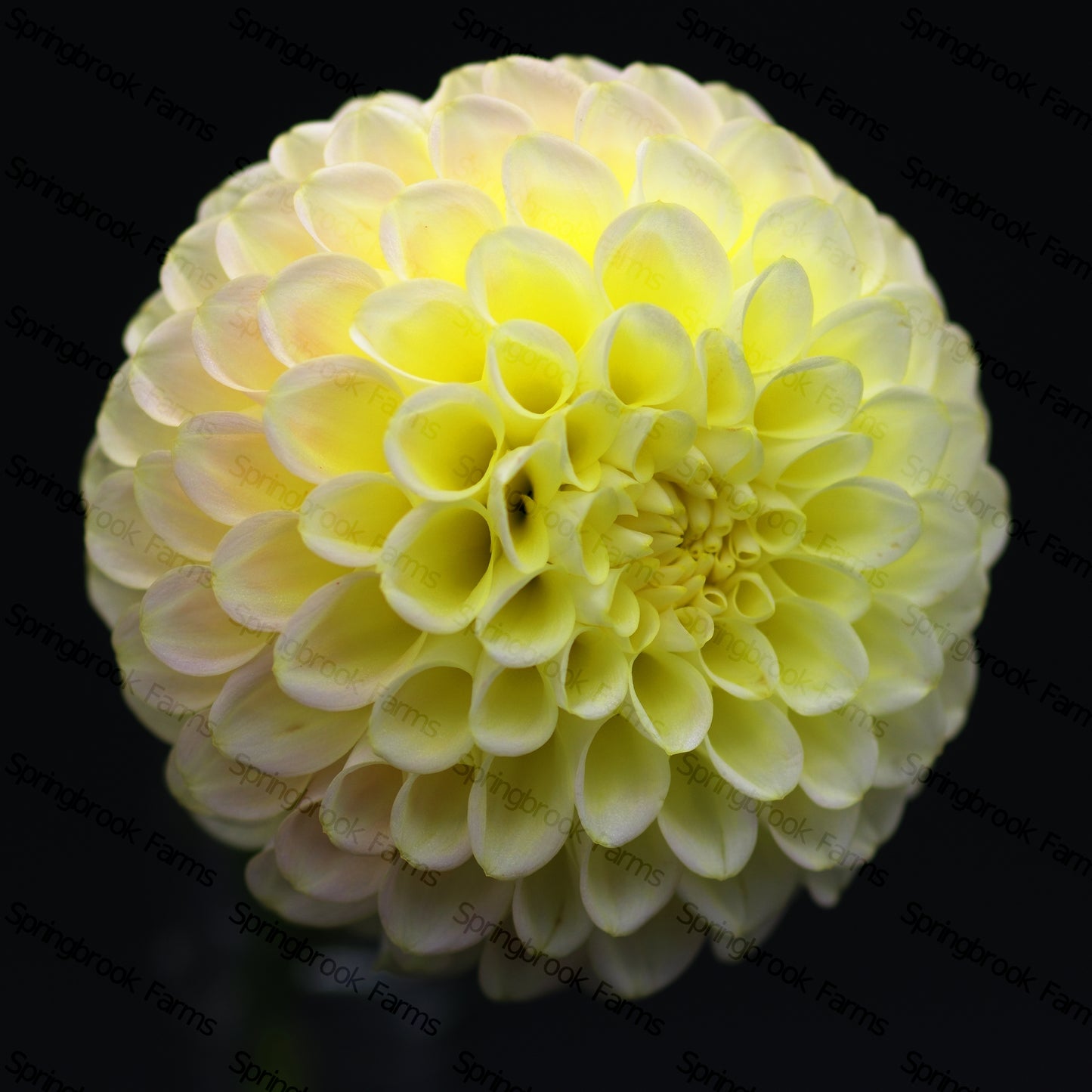 Skipley Moonglow