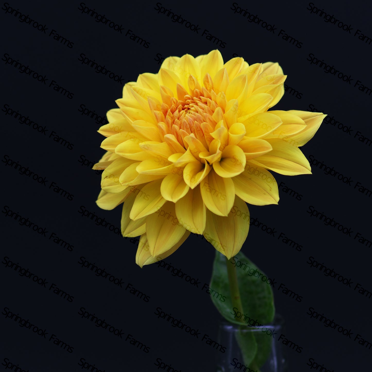 CT Goldilocks