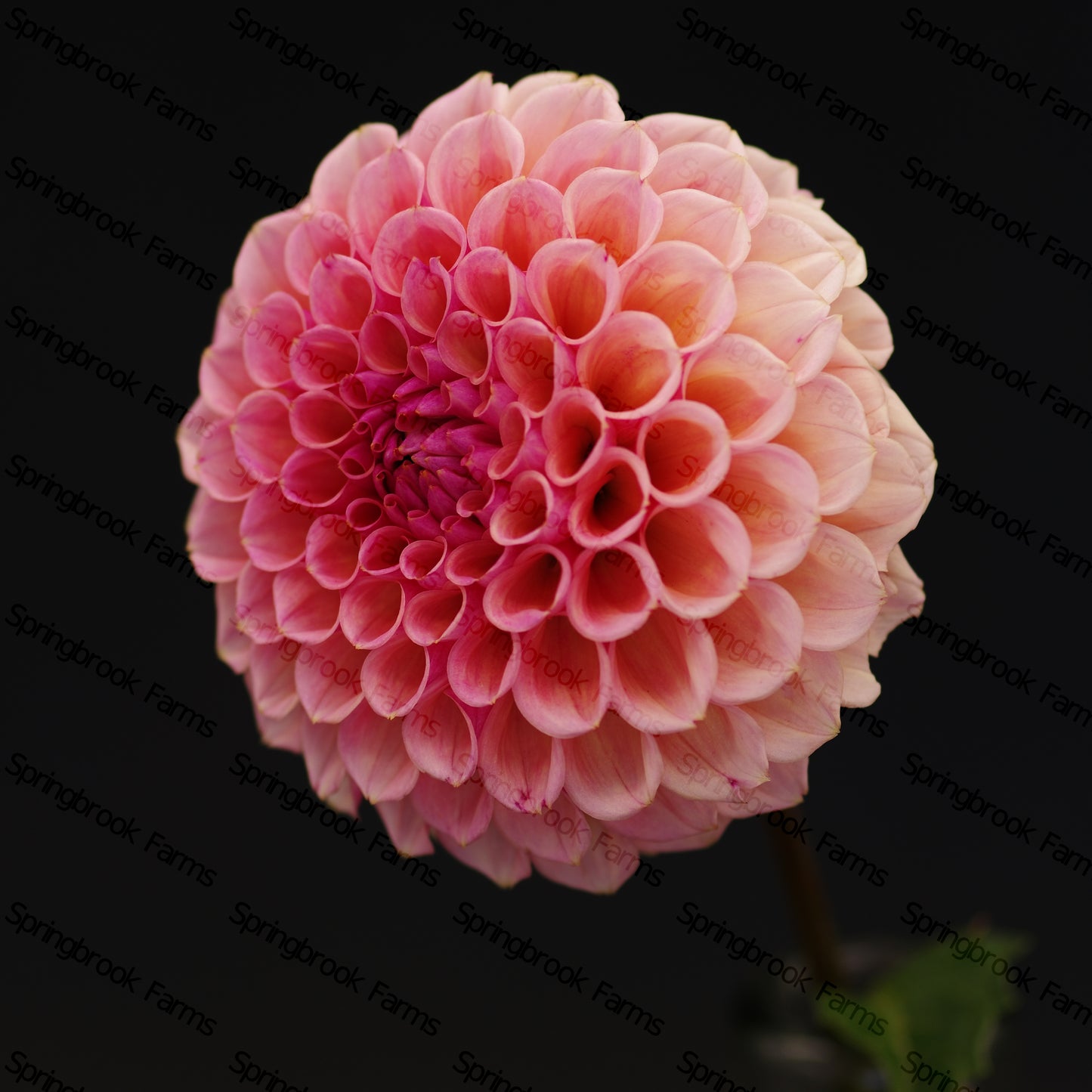 Bracken Rose (US)