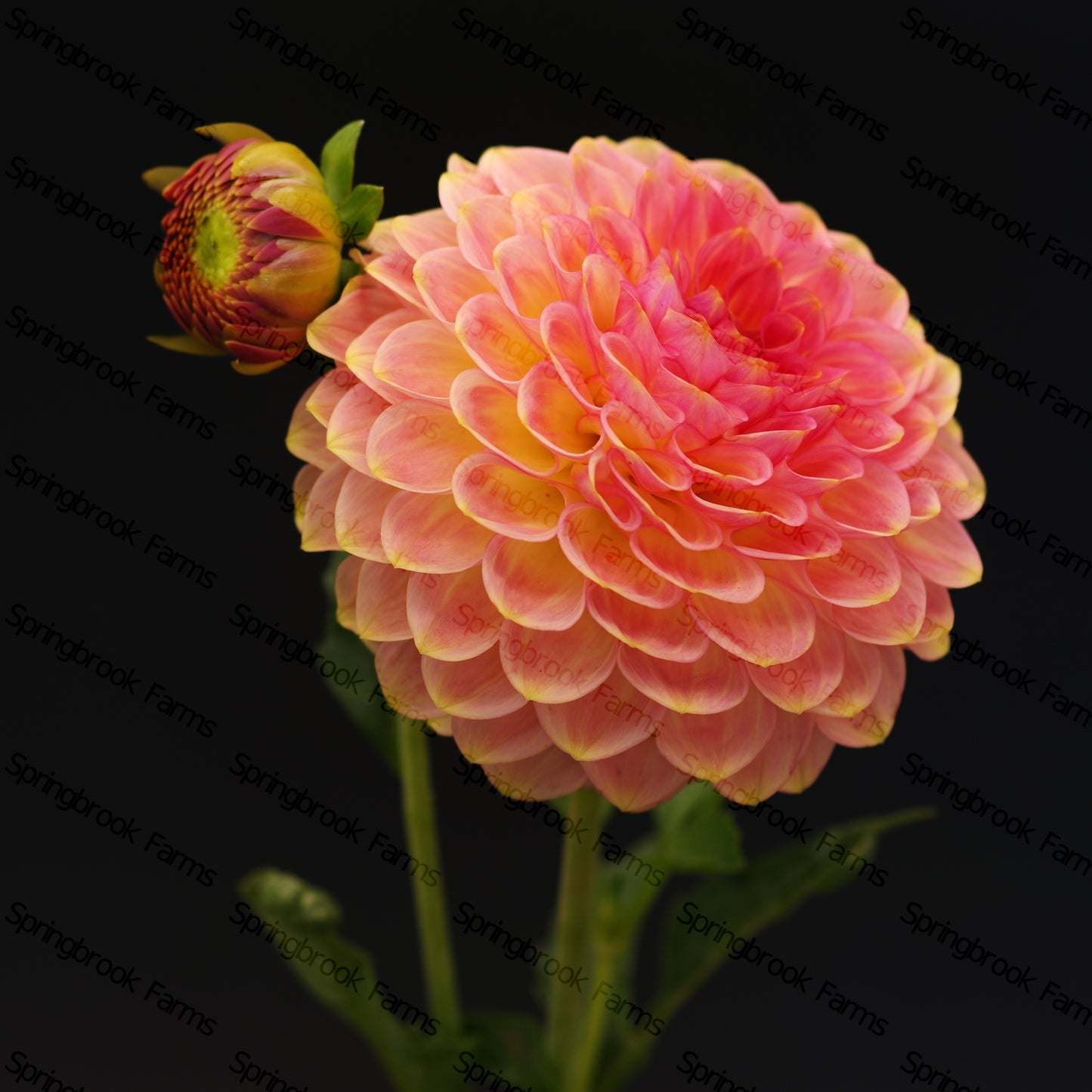 20th Ave Softer Peach