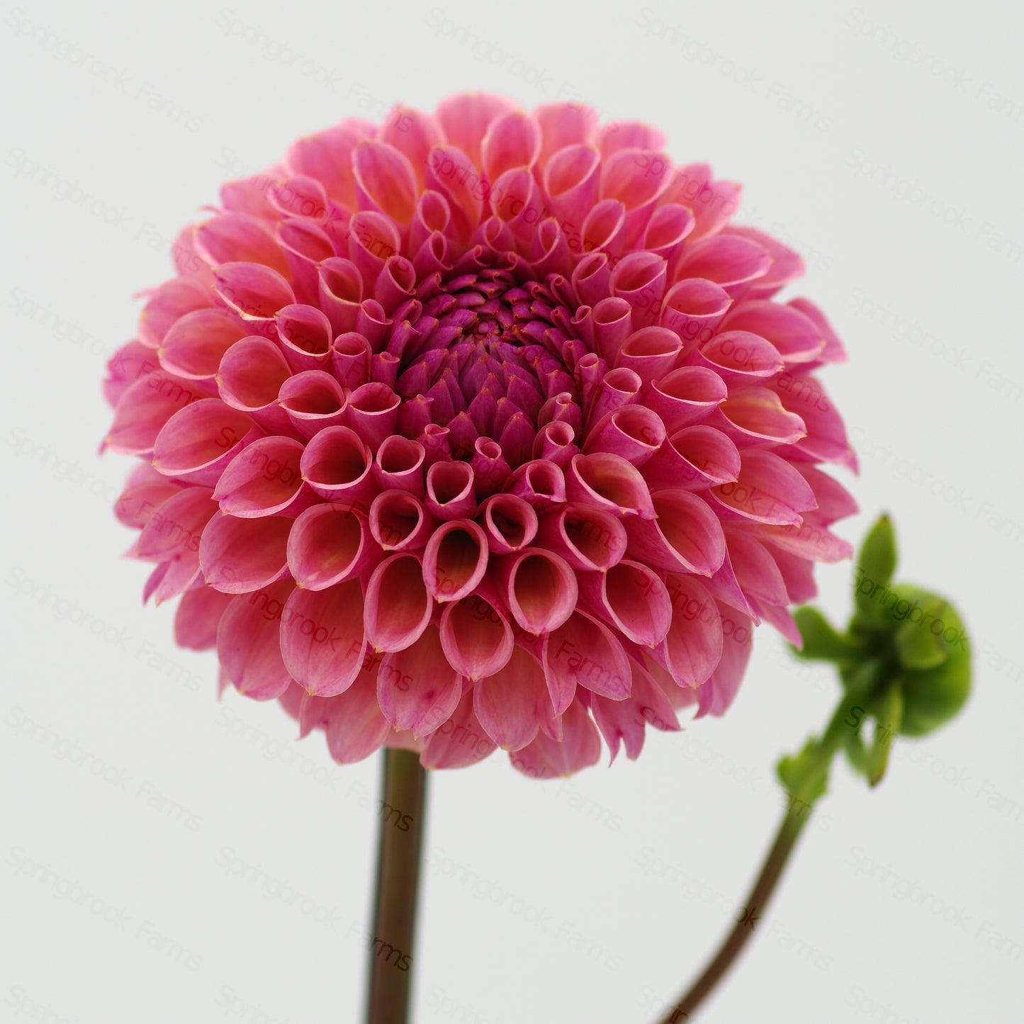 Bracken Rose (US)