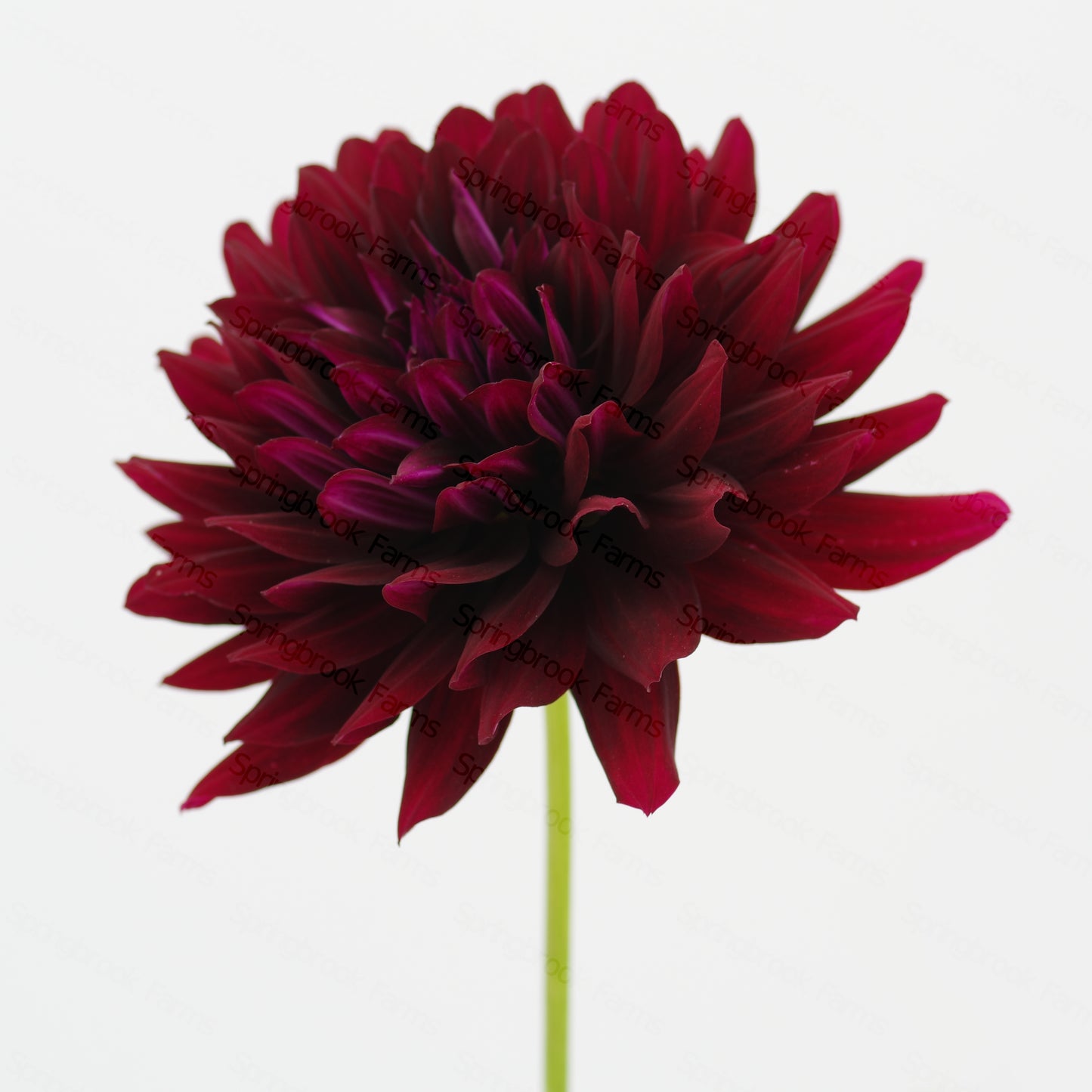 Hollyhill Black Beauty