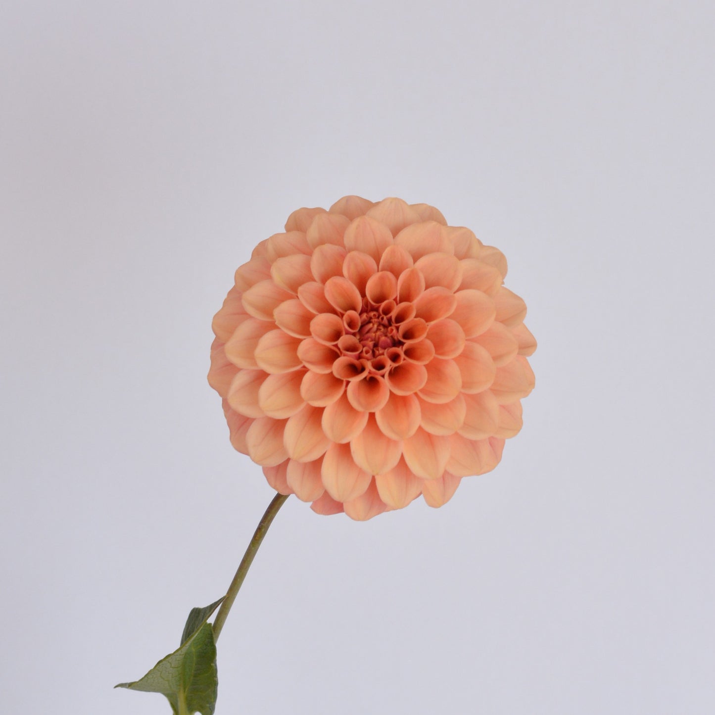 Rose Toscano