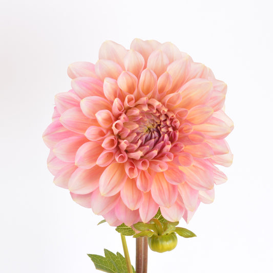 Cameo Peach