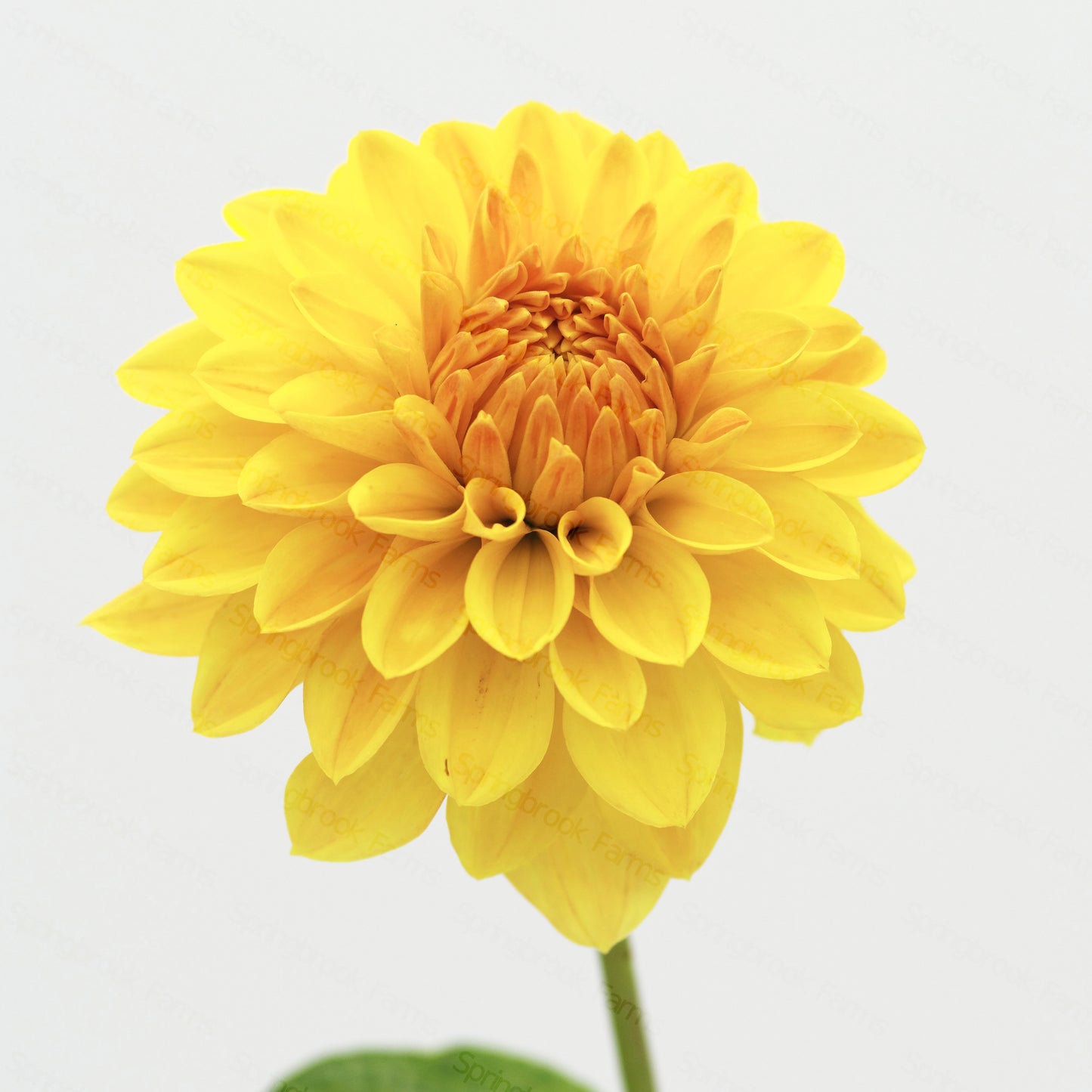 CT Goldilocks
