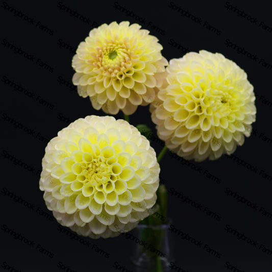 Skipley Moonglow