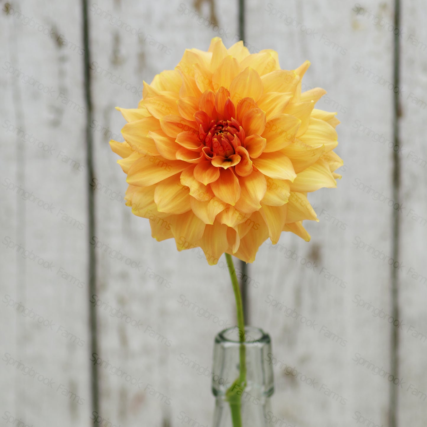 Peach Bud
