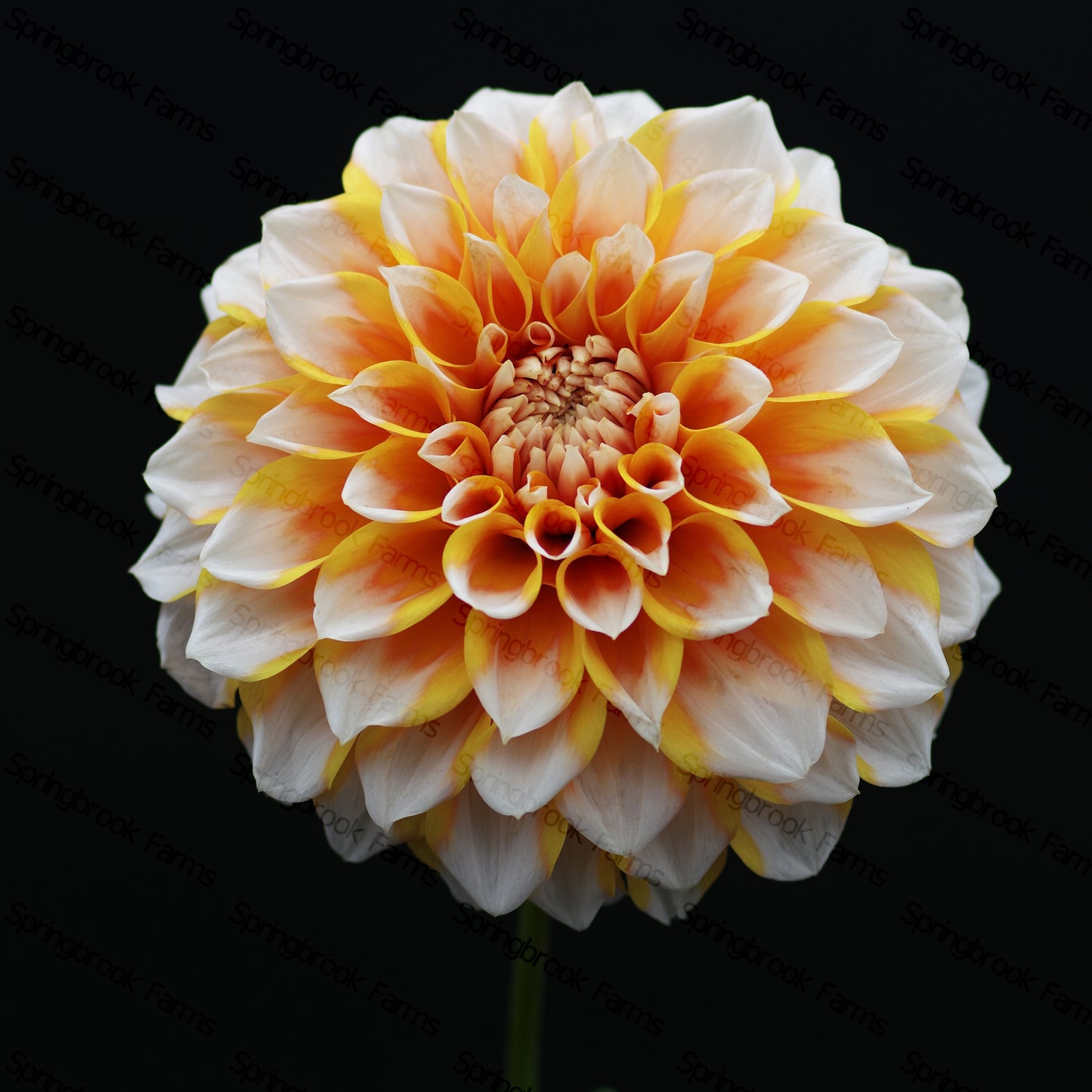 Hollyhill Orange Ice