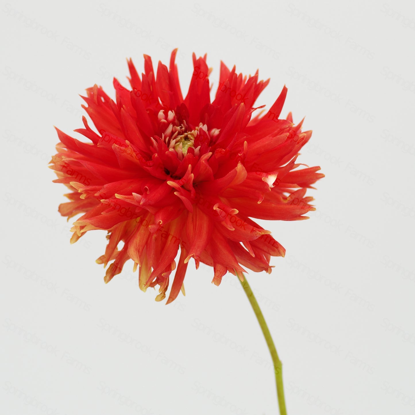 Peppercorn