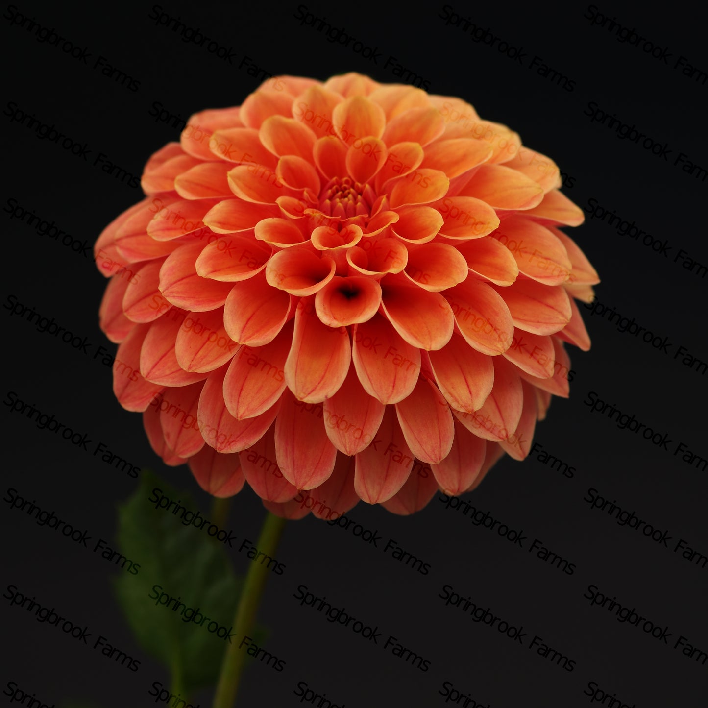 Rose Toscano
