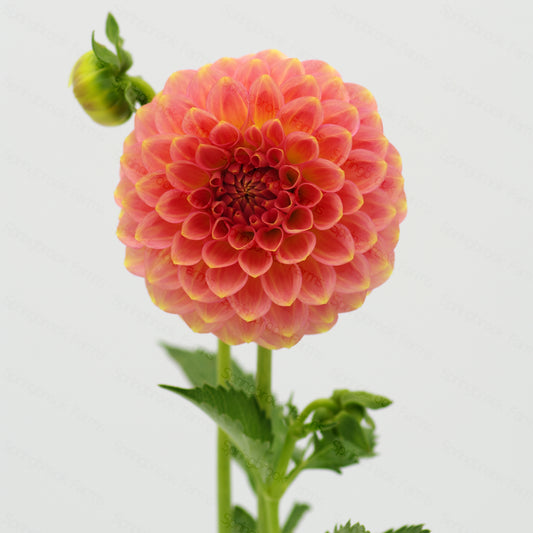 20th Ave Softer Peach