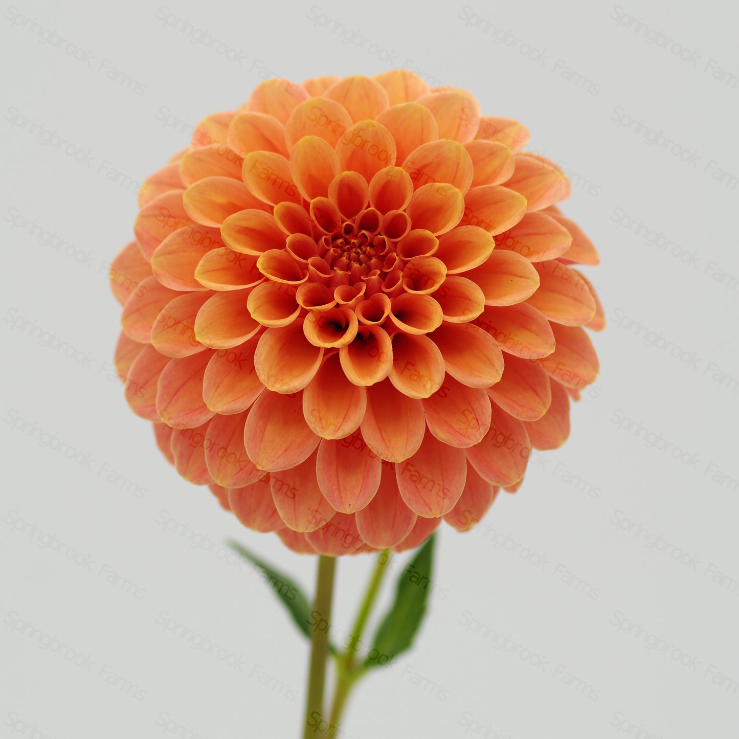 Rose Toscano