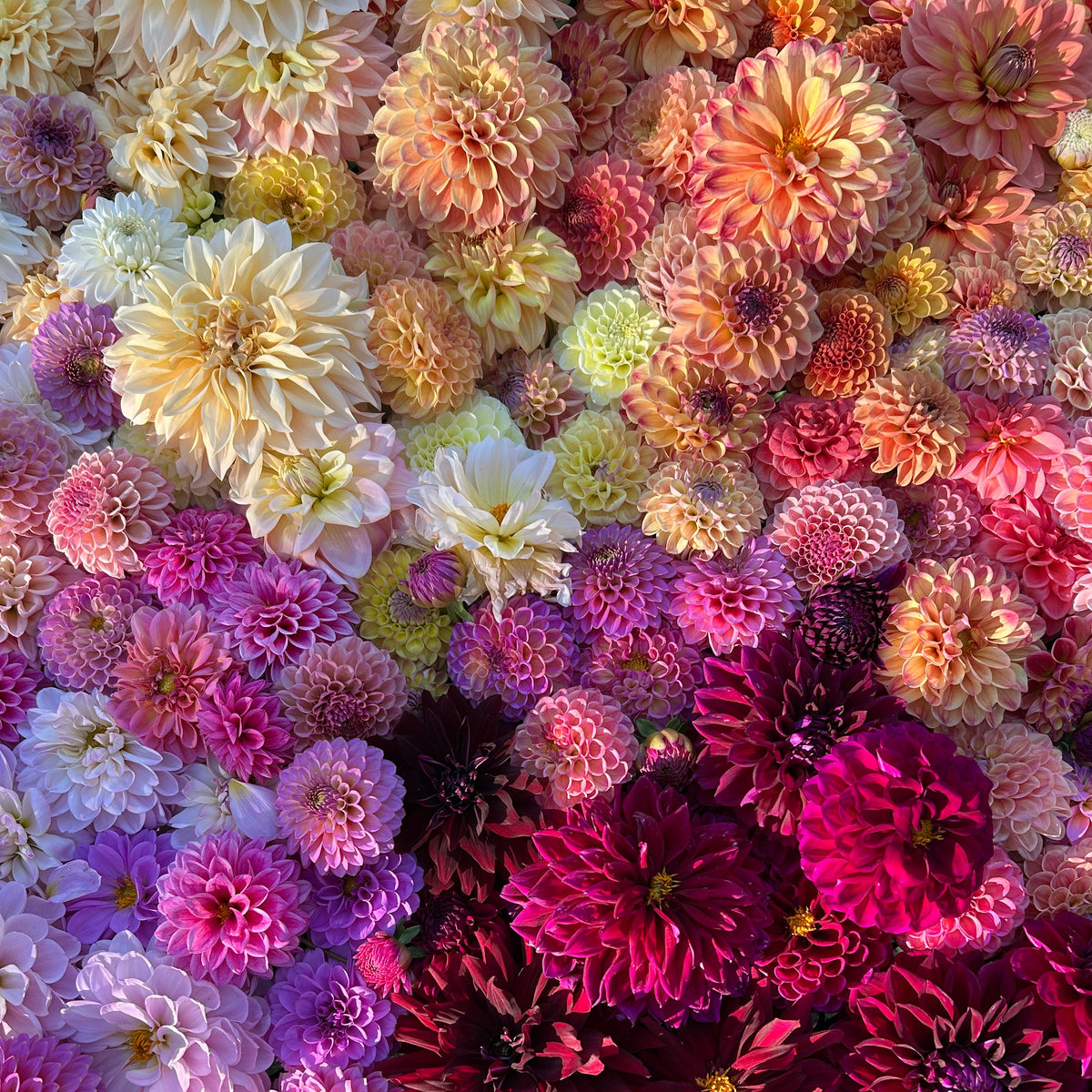 Springbrook Flower Farm Gift Card